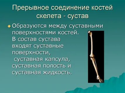 К прерывным соединениям костей относятся