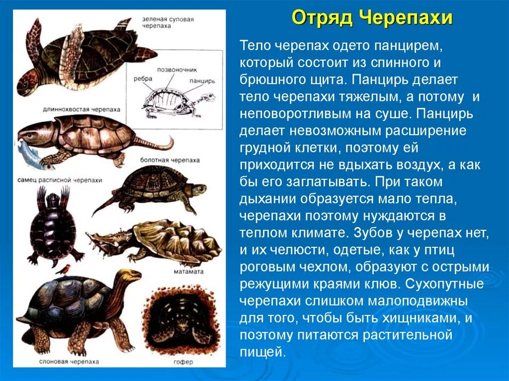 Признаки класса черепахи. Отряд черепахи общая характеристика. Общая характеристика отряда черепах. Представители отряда черепахи класса пресмыкающиеся. Представители отряда черепахи 7 класс.