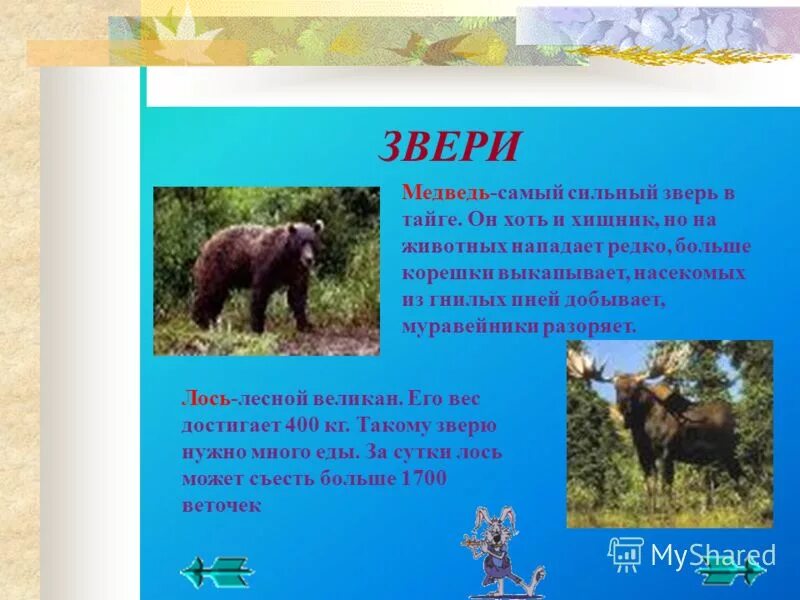 Самый сильный зверь в лесу. Медвежонок на дереве. Волки и медведи. Лев против тигра схватка. Медведь в лесу.