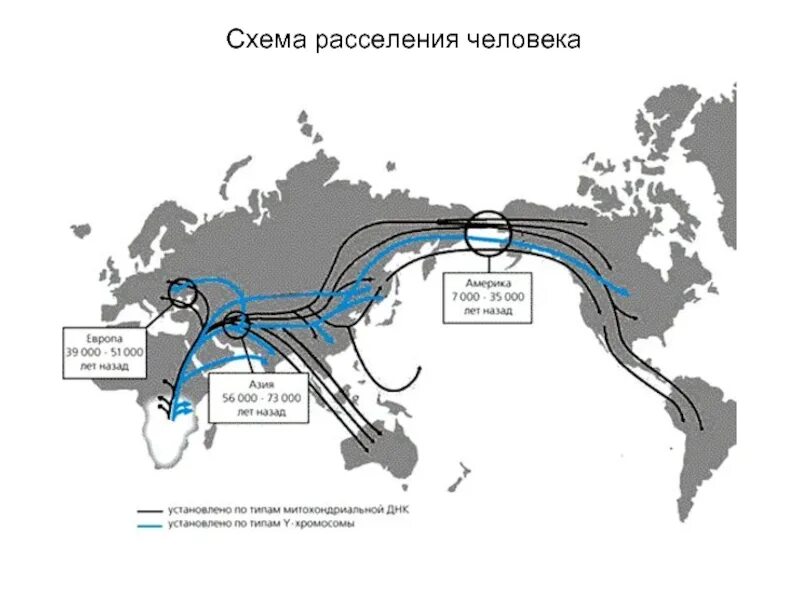 Аварийное расселение людей. Карта миграции древних людей. Пути миграции человека из Африки. Карта миграции хомо сапиенс. Расселение хомо сапиенс по земному шару.