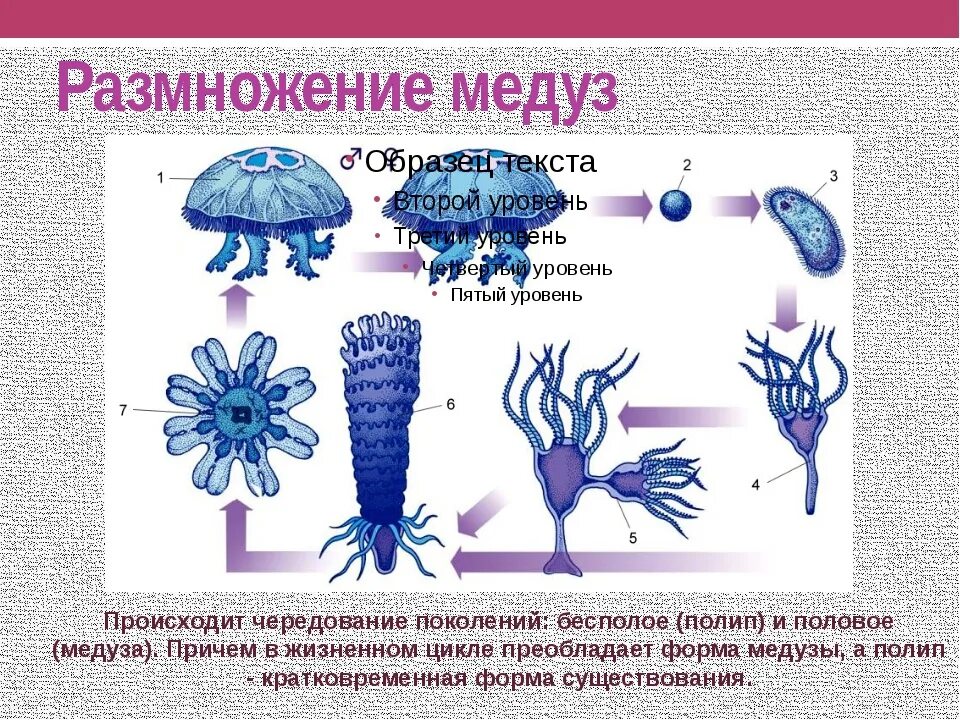 Чередование поколений происходит. Кишечнополостные полипы и медузы. Размножение сцифоидных медуз. Цикл сцифоидных медуз. Bespoloye razmnojeniye meduzi.