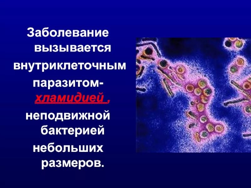 Заболевание хламидии. Внутриклеточные паразиты. Хламидия внутриклеточный паразит.