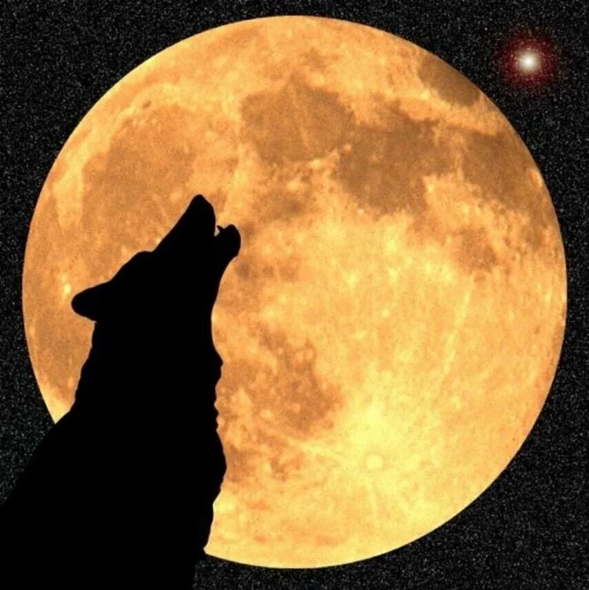 Вой волка на луну песня. Волк воет на луну. Волк и Луна. Воющий волк. Волк на фоне Луны.