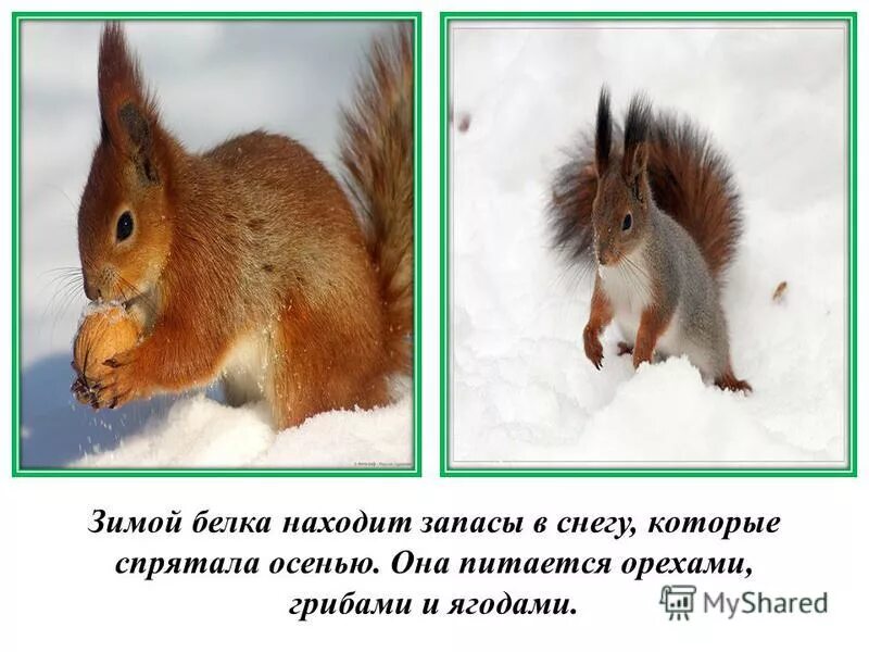 Как живет белка зимой текст 6 класс. Белка зимой и летом. белка летом и белка зимой. белка и заяц зимой и летом. белка летом и зимой для детей.
