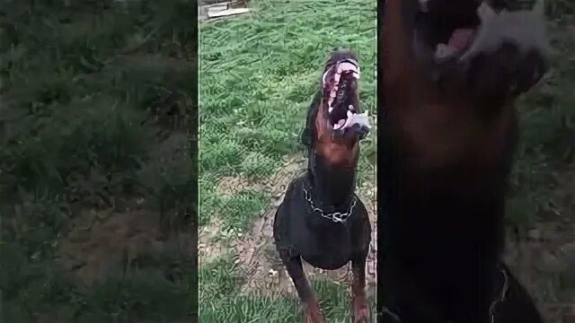 Песня доберман. Доберман заставка на телефон. Треки с доберманами. Песня доберман. Доберман слушает.