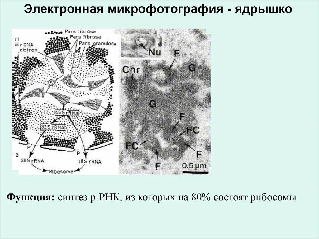 микрофотографии клеточных структур бактерии. описание микрофотографий. электронная микрофотография. центросома электронная микрофотография. микрофотографии пэм.