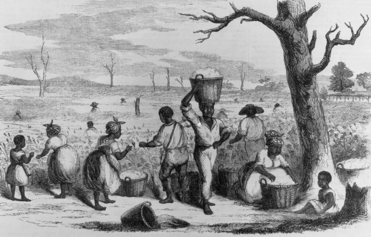 The cotton pickers картина фото. Плантации в латинской америке 19 век. Южный плантатор 19 век сша. Плантаторы юга. Хлопковые плантации в индии 19 века.
