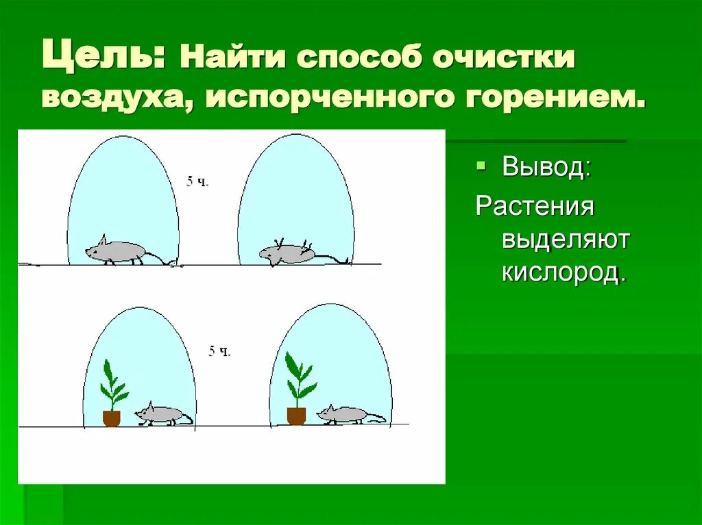 Выделение кислорода закрепление в субстрате. Растения выделяют кислород. сколько кислорода вырабатывает комнатное растение. открыто выделение кислорода растениями. очистка воздуха растениями.