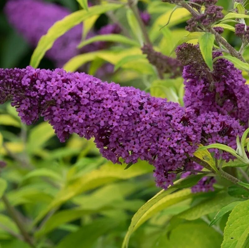 Buddleja davidii. Канадская сирень Буддлея. Будлея Давида Лочинч. Буддлея Муншайн.