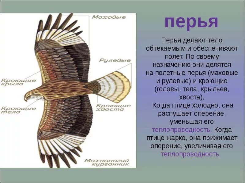 Черепицеобразное расположение контурных перьев на теле Презентация на тему Покровы тела позвоночных Ученицы 10
