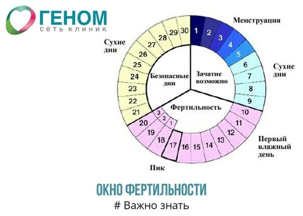 Фертильный день это у женщин. Вероятность забеременеть цикл. Высокий шанс забеременеть. Фертильность у женщин. Что такое окно фертильности в женском календаре.