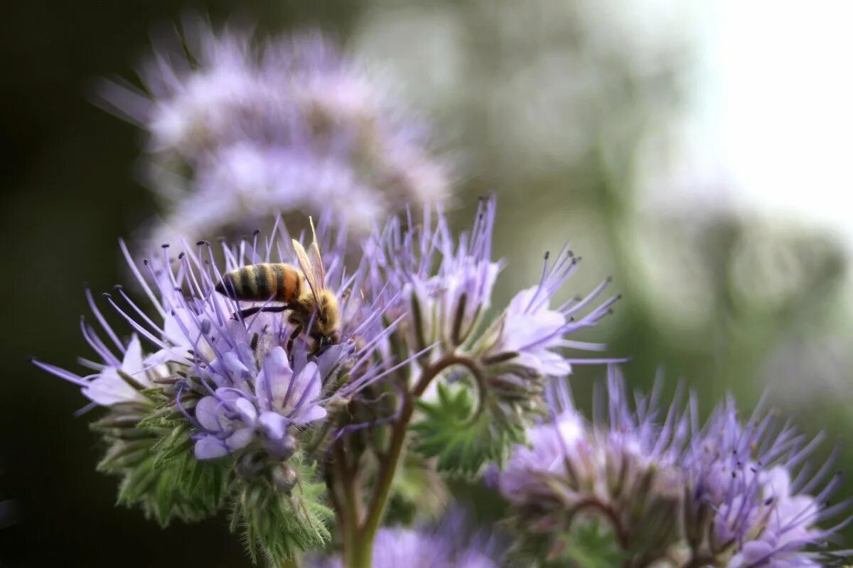 Цветы для пчел фацелия. Фацелия пижмолистная phacelia tanacetifolia. Синяк растение медонос. Фацелия для пчел. Пыльца с фацелии.