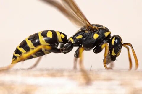 Bees ants