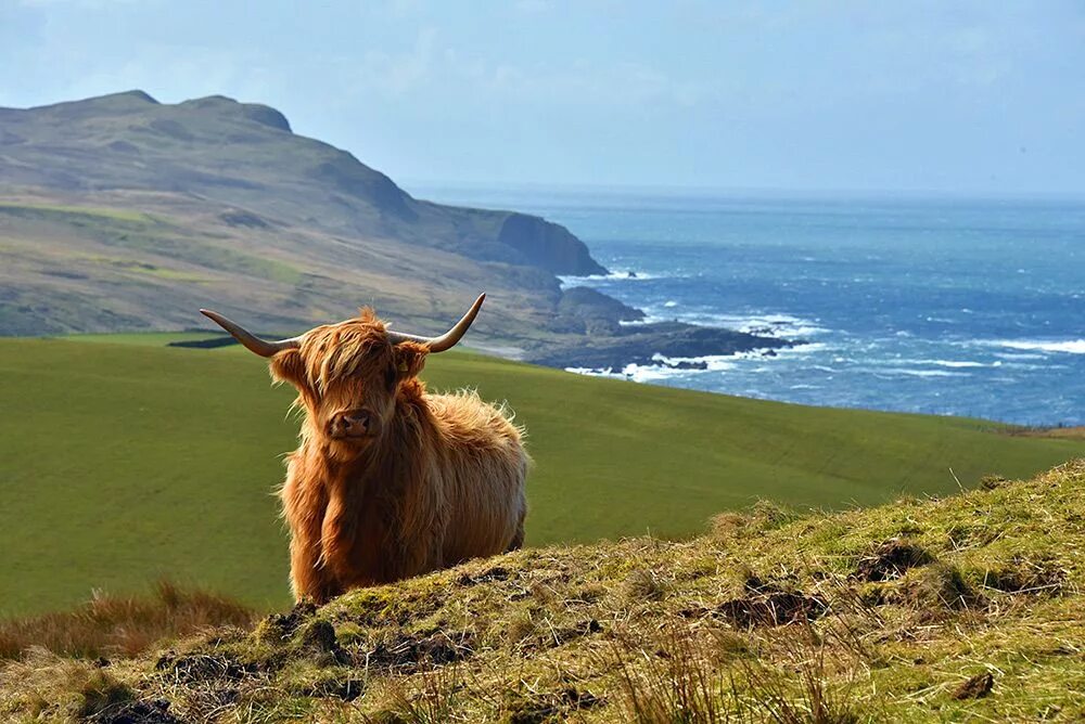 Scotland animal. Остров Айла Шотландия. Islay остров в Шотландии. Highland Coo. Фауна Шотландии.