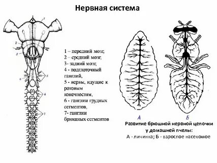 Мозги насекомых