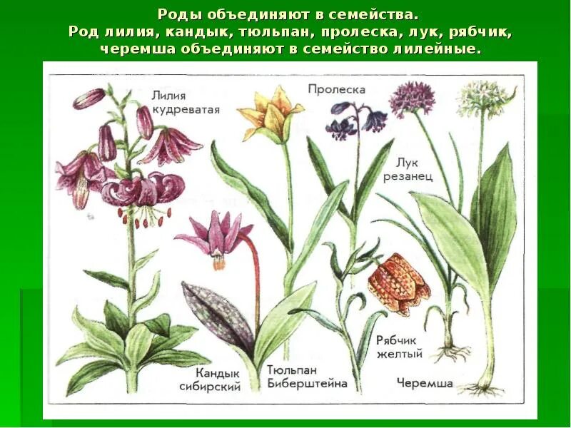 Семейство лилейные представители. Нарцисс семейство лилейные. Представители лилейных растений. Семейство лилейных класс. Семейство лилейные фото.