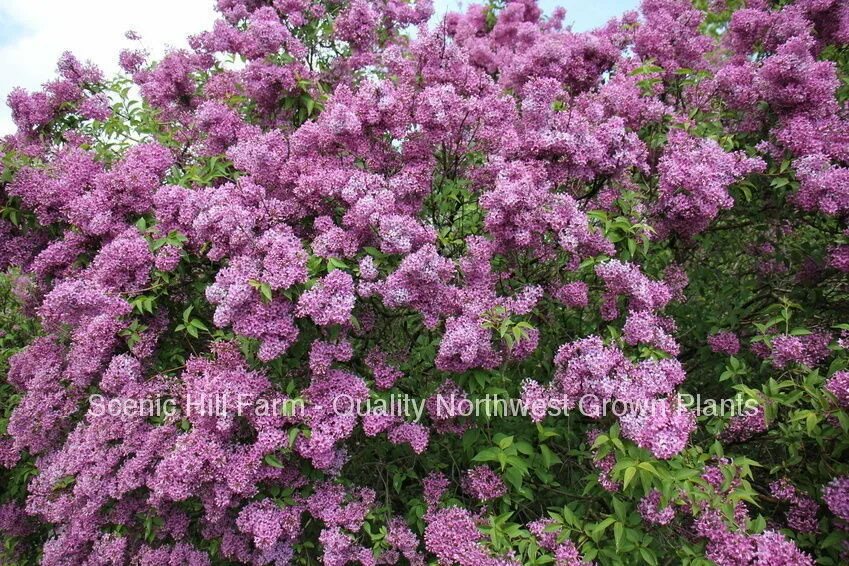 Куст с лиловыми цветками. Lilac bush. кустик с сиреневыми цветами. куст с фиолетовыми цветами. ароматный кустарник с фиолетовыми цветами.