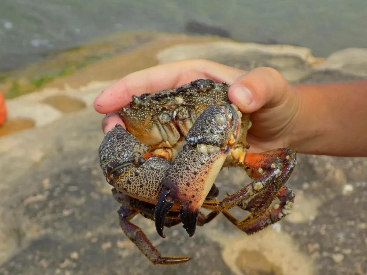 Где в россии краба. Краб Краснюк черное море. Черноморский каменный краб. Каменный краб черного моря. Кабардинка Крабы.