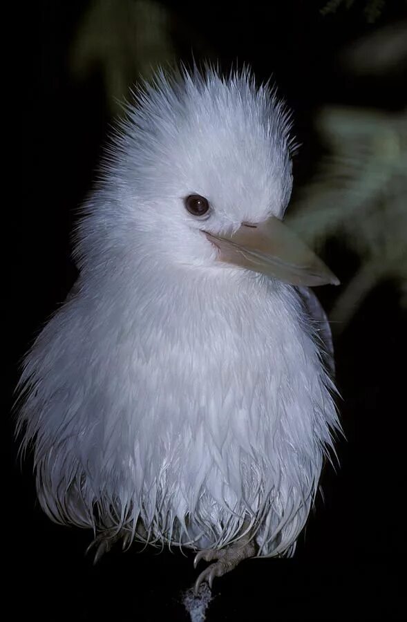 38 Incredible Albino (and Leucistic) Animals Animaux albinos, Animaux, Animaux b