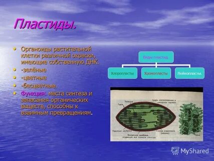 Собственную днк