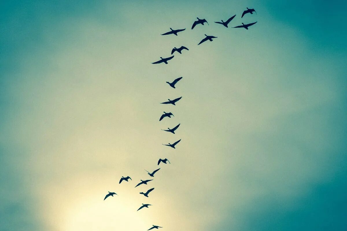 Птицы в небе. Стая птиц. Птица в полете. Красивое небо с птицами.