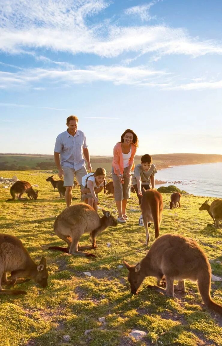 Чем занимаются на этой территории австралии. Остров кенгуру (kangaroo island). хаастс блафф австралия. кенгуру в австралии.