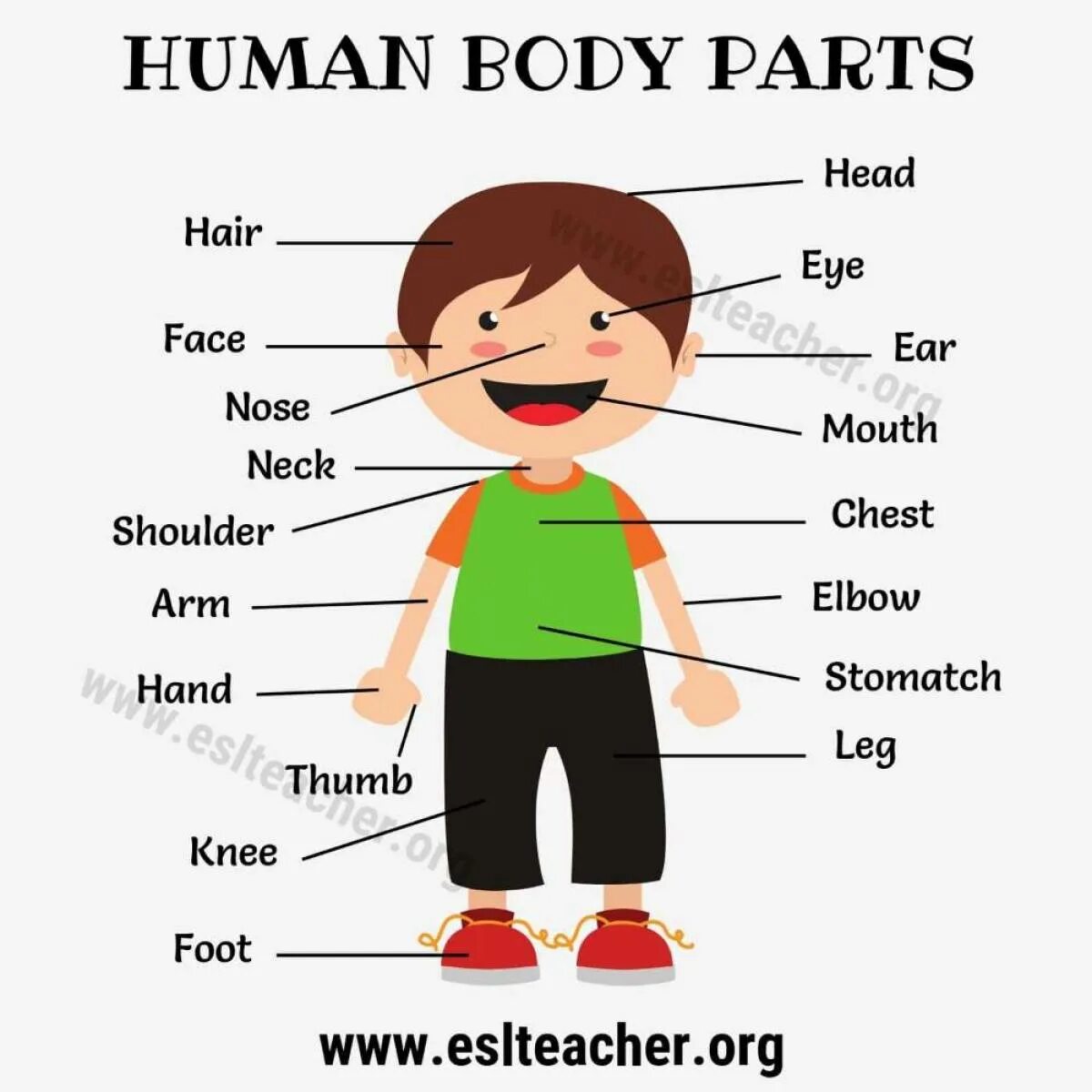 Все части тела на английском языке. Части тела на английском для детей. Описание тела на английском. Части тела человека на английском. Слово мальчик на английском
