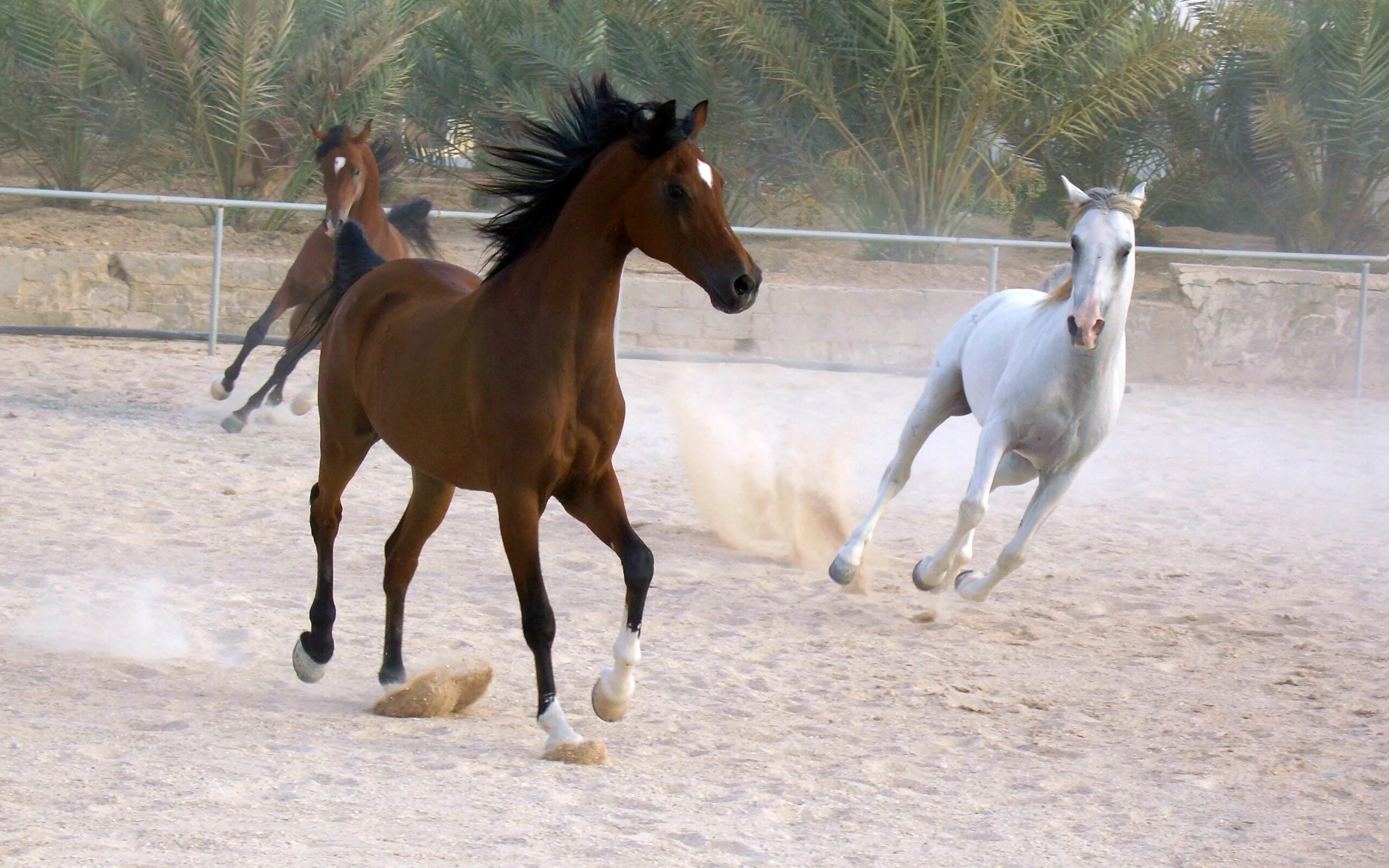 Лошадь фото. Обои лошади. Красивые обои с арабскими лошадьми. Живые обои лошади.
