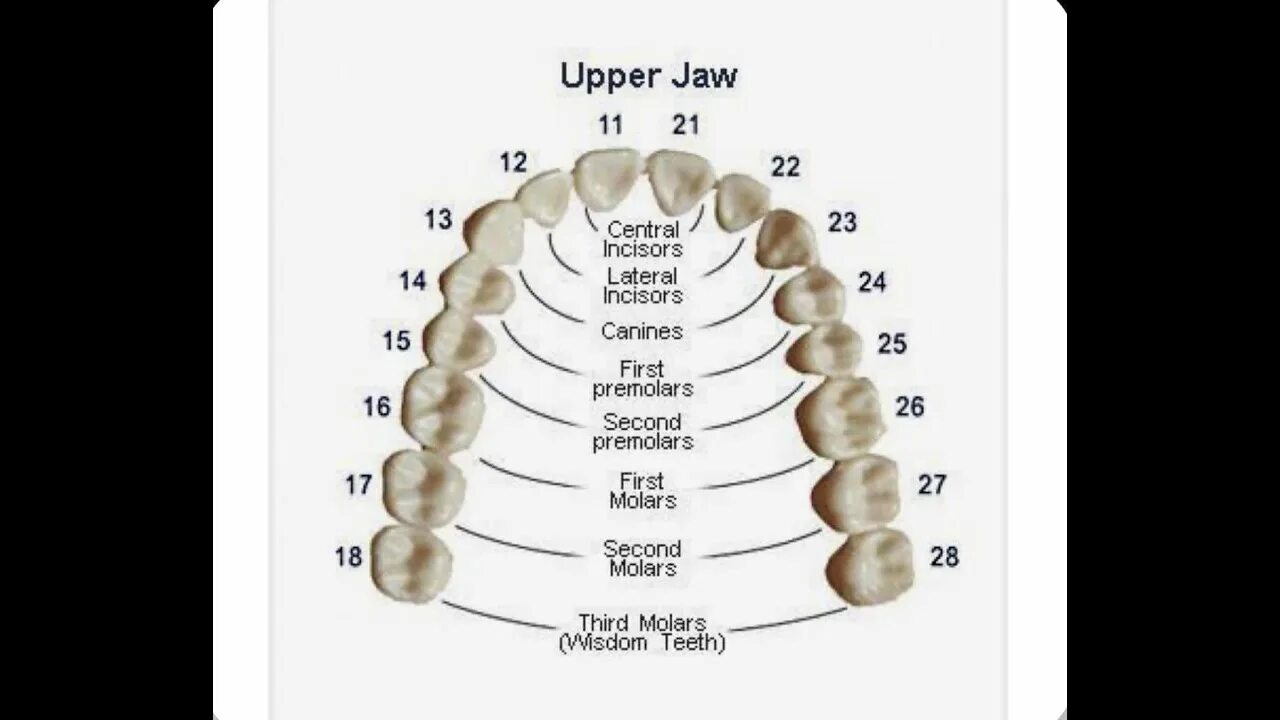 Коренной на английском. Нумерация зуб верхней челюсти. Челюсть человека строение зубов нумерация. Анатомия зубов верхней челюсти человека. Строение зубов человека схема челюсти.