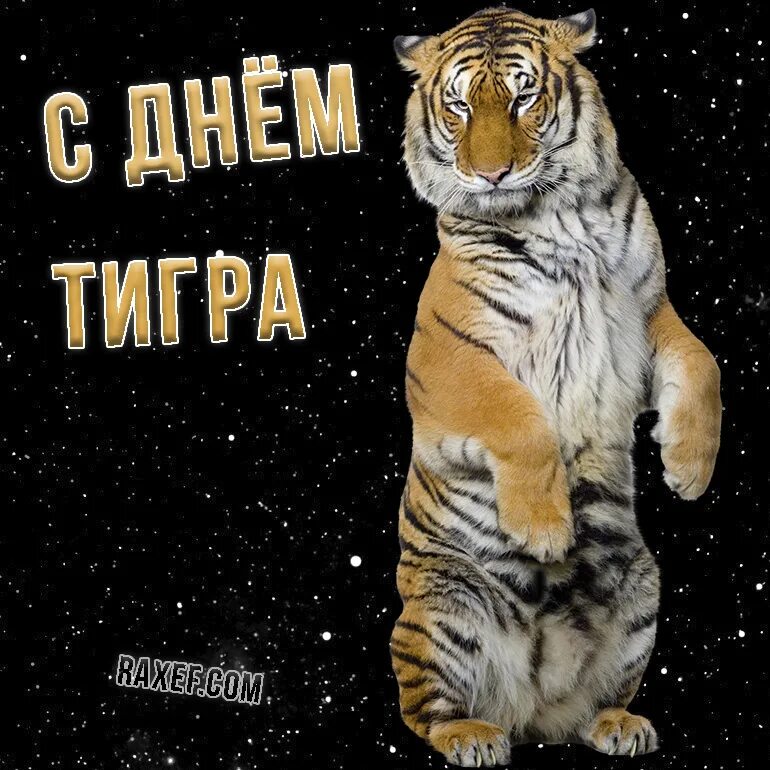 Какого числа день тигра. Международный день тигра. открытка с тигром. день тигра открытки. открытки с международным днем тигра.