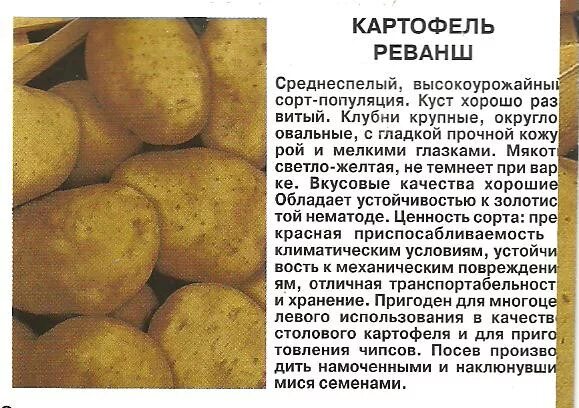 Картофель Лилея, семенной