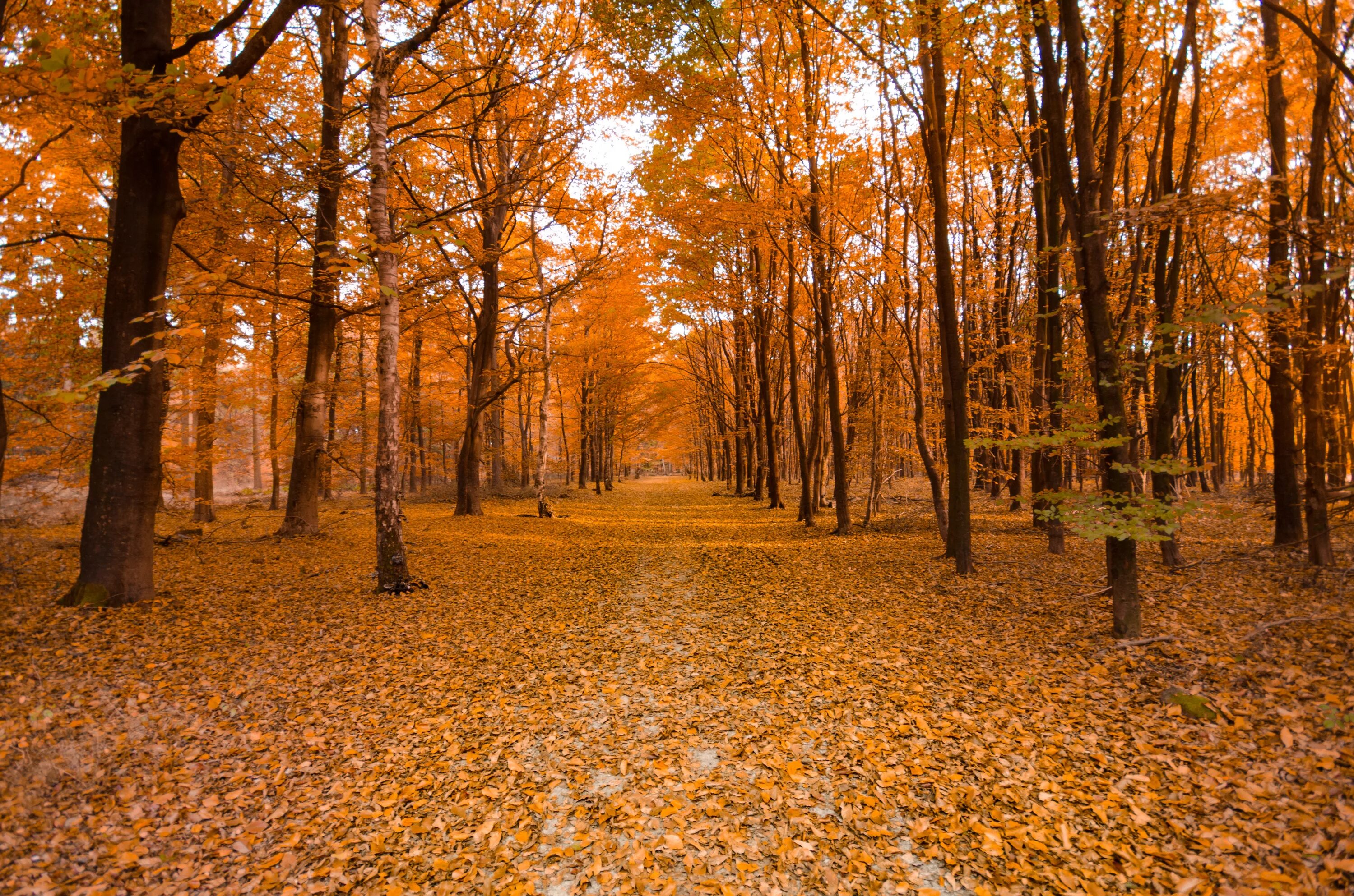 During the fall. Оранжевый лес. Фон осенний лес. Лес в начале октября. Оранжевый парк.