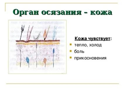 Кожа орган осязания поэтому нужно заботиться о