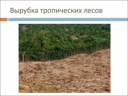 Окружающий мир проблема исчезновения тропических лесов