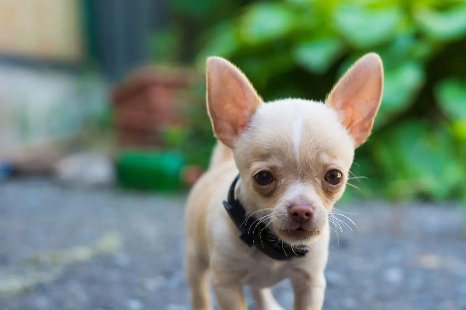 мексиканский чихуахуа гладкошерстный. чихуахуа беленький. дикие чихуахуа. чихуахуа золотистый гладкошерстный. чихуахуа среднешерстные.