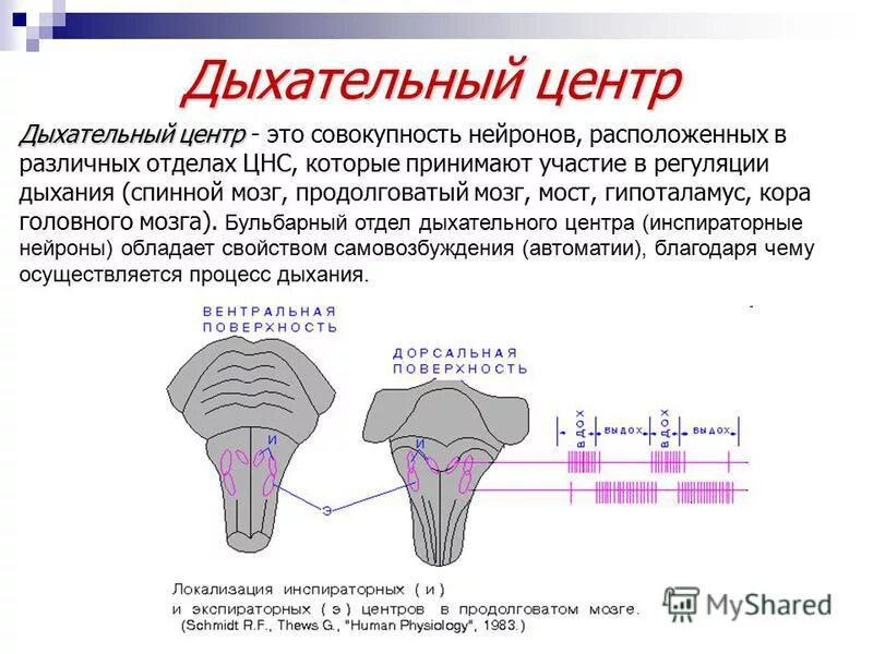 Центр дыхания и сердечно сосудистой деятельности. Центр дыхания расположен в продолговатом мозге. Дыхательный центр продолговатого мозга. Дыхательные Нейроны продолговатого мозга. Структура бульбарного дыхательного центра.