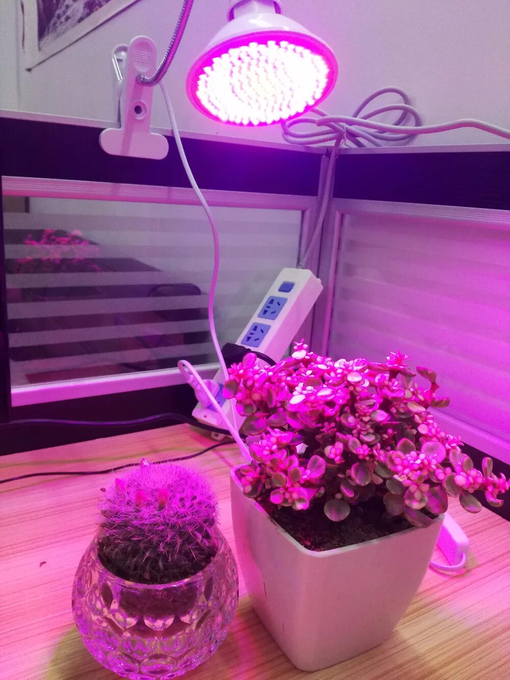 Светильник для фитолампы е27. Фитолампа led grow Light. Фитолампа Гелиос-15. Foton Lighting фитолампа для растений е27 15w. Купить подсветку для цветов