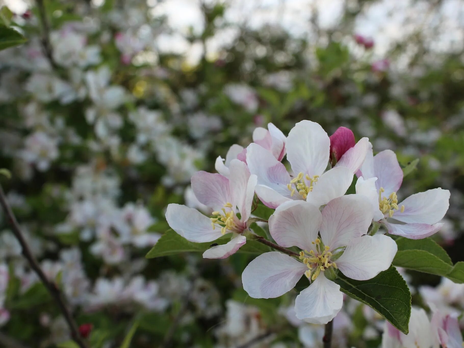Парк Коломенское цветение яблонь. Жигулевск цветение яблони. Цветущие сады. Яблоня в мае.