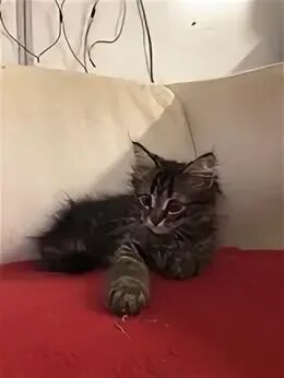 4 5 месяцев котенку