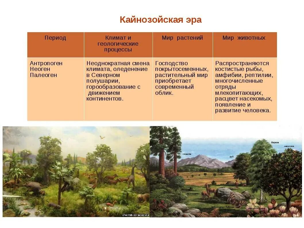 Кайнозойская период таблица. Кайнозойская эра палеоген климат. кайнозойская эра период палеоген таблица. периоды кайнозоя таблица палоген. животный мир кайнозойской эры таблица.