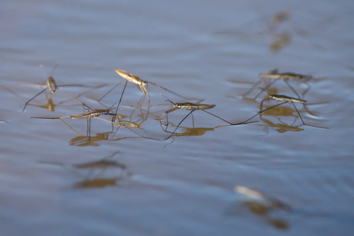 Какой тип характерен для клопа водомерки прудовой