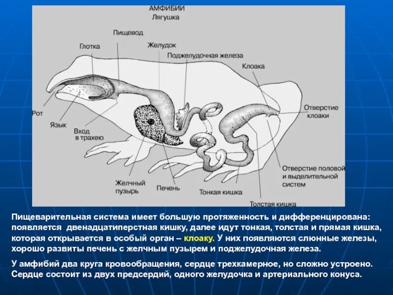 Пищеварительная система амфибий. Строение пищеварительной системы амфибий. Поджелудочная железа у амфибий. Строение клоаки.