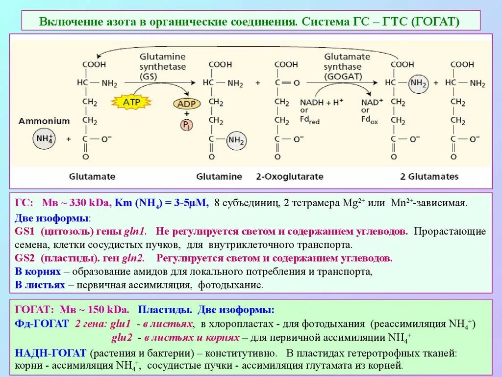 Включение азота в органические соединения. Органические соединения с азотом. Органические азотистые соединения.