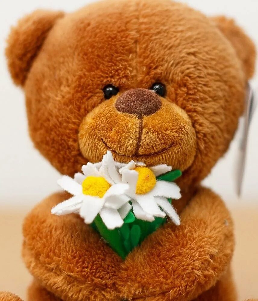 Где бесплатный мишка. Тедди Беар. Медвежонок с цветами. Мишка с цветами. Красивый Медвежонок с цветами.