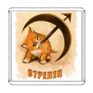 Кот стрелец