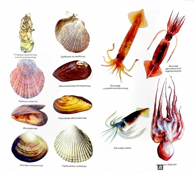Беспозвоночные животные моллюски примеры. Нерыбные гидробионты классификация. Атлас беспозвоночных Каспийского моря 1968. Двустворчатые моллюски ПФ. Морские гребешки каракатицы.