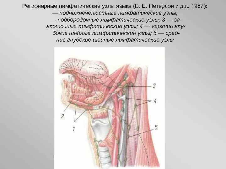 Регионарные лимфоузлы поднижнечелюстные шейные. Регионарные лимфоузлы языка. Регионарные шейные лимфатические узлы. Лимфоузлы на языке