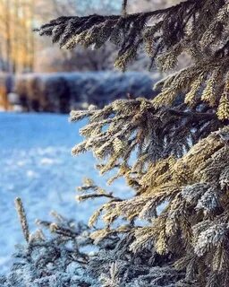 Леса в жемчужном инее
