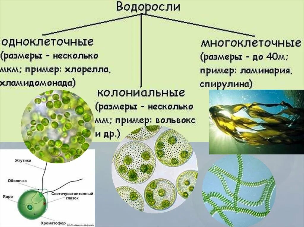 Колониальная одноклеточная водоросль. Одноклеточные колониальные и многоклеточные водоросли. Зеленые водоросли одноклеточные колониальные многоклеточные. Строение многоклеточных зеленых водорослей. Среда обитания зелёных одноклеточных водорослей.