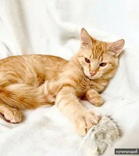 Рыжие коты в москве